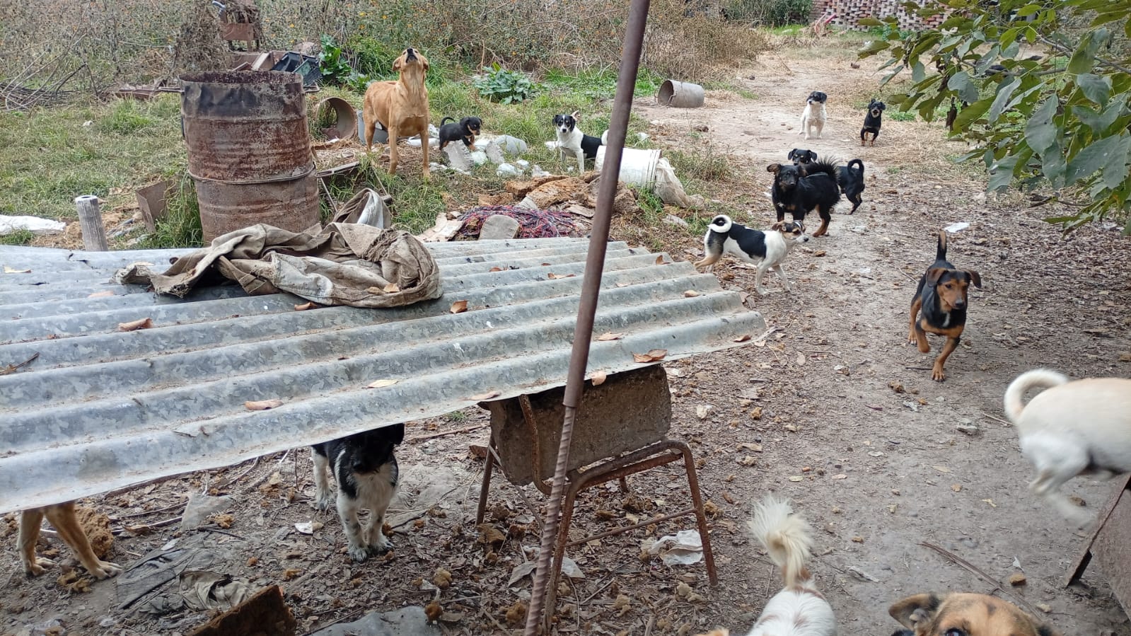maltrato.animal.rosario.de_.lerma_